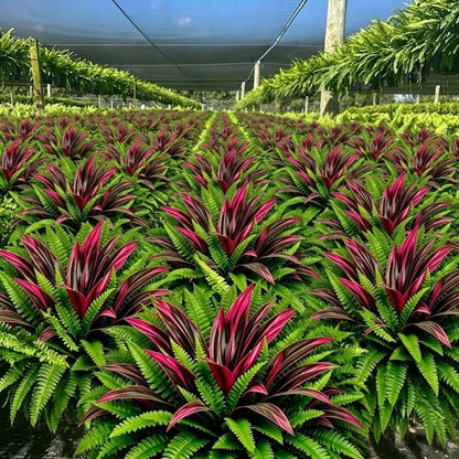 Immer Frisch, Nie Gießen: Premium Kunstfarn & Rote Dracaena 🌿
