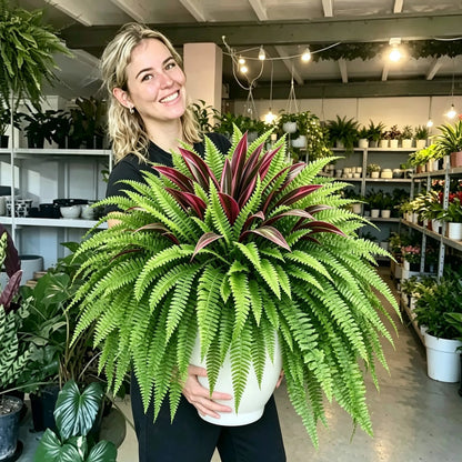 Immer Frisch, Nie Gießen: Premium Kunstfarn & Rote Dracaena 🌿