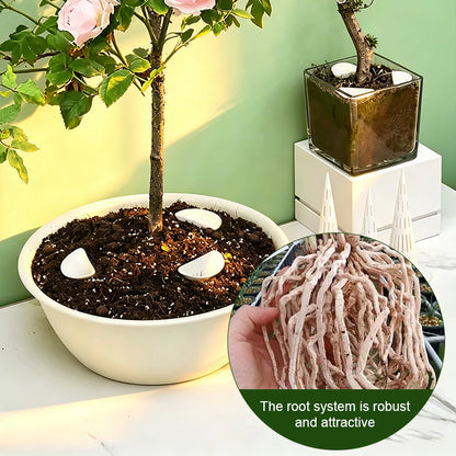 Bodenbelüfter für Zimmerpflanzen 🌿 Verhindert Staunässe & Wurzelfäule